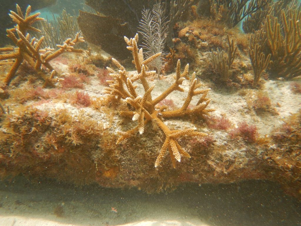 Pepinyè leve soti vivan staghorn koray Sèk Tortugas National Park Caitlin Lustic TNC