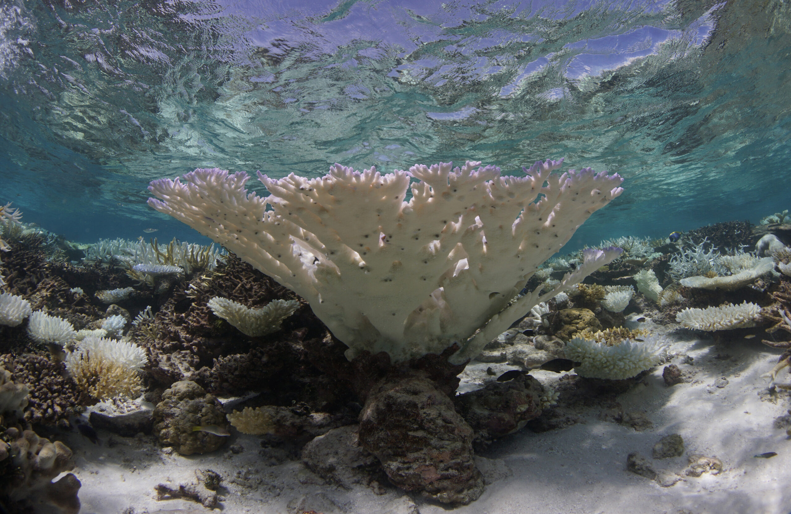 OceanImageBank TheOceanAgency Bleaching 20