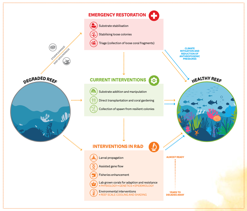 Aperçu des interventions de restauration des récifs coralliens actuellement utilisées comme stratégies de gestion ou à divers stades de recherche et développement Hein et al. 2020