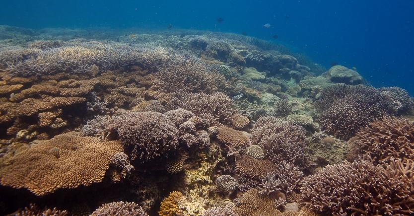 Chumbe Reef, área dominada por corais vivos. De Stock: Parque do coral do console de Chumbe