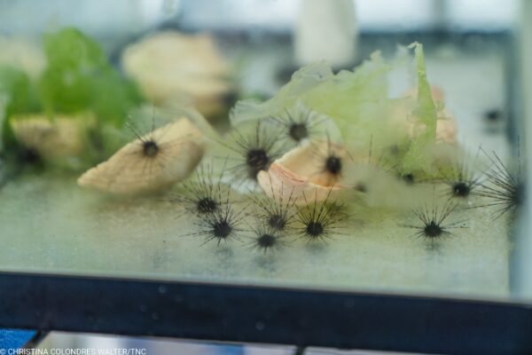 Sea urchins growing inside an aquarium, Puerto Rico. 