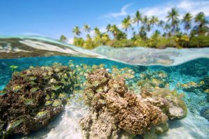 Pacific reefs webinar @ Lauric Thiault