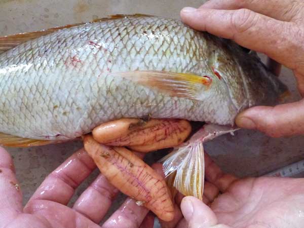 Gónadas maduras de un pez emperador capturado para el Proyecto de Evaluación de Stock de Palau. Foto © Andrew Smith