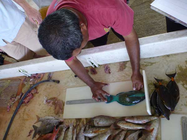 Medición de la longitud de los peces como parte del Proyecto de Evaluación de Stock de Palau. Foto © Andrew Smith
