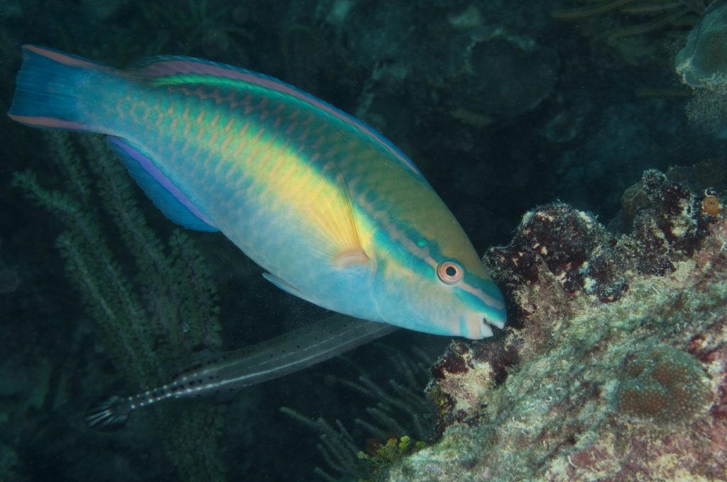 Parrotfish mengontrol pertumbuhan alga Jeff Yonover
