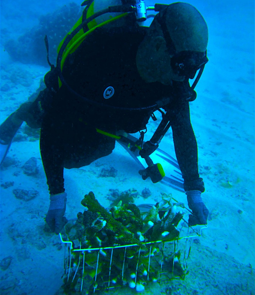 Transporting coral fragments. Photo © Reef Rescuers