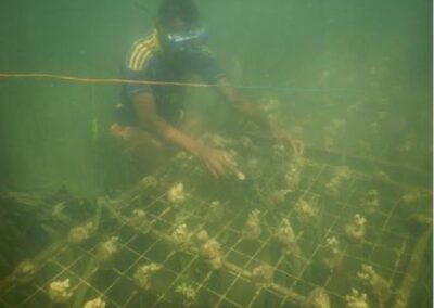 Corals are tended in a nursery in Kiunga. Credit: Joshua Oginda / NRT