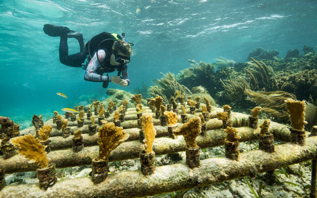 Korallenriff-Restaurierung
