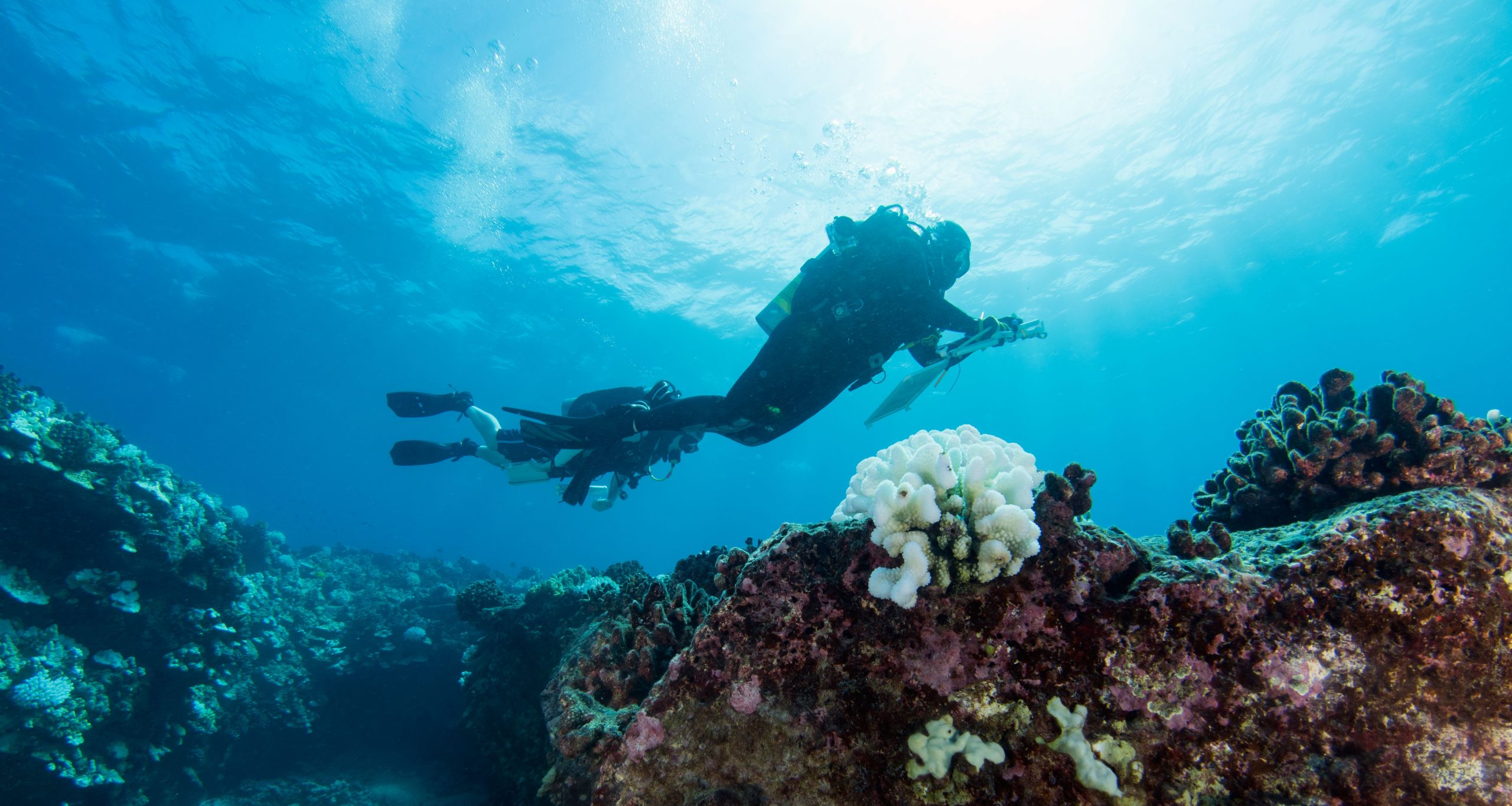 TNC Hawai‘i Program divers conducting a resilience assessment along West Hawai‘i Island coast. Photo © David Slater