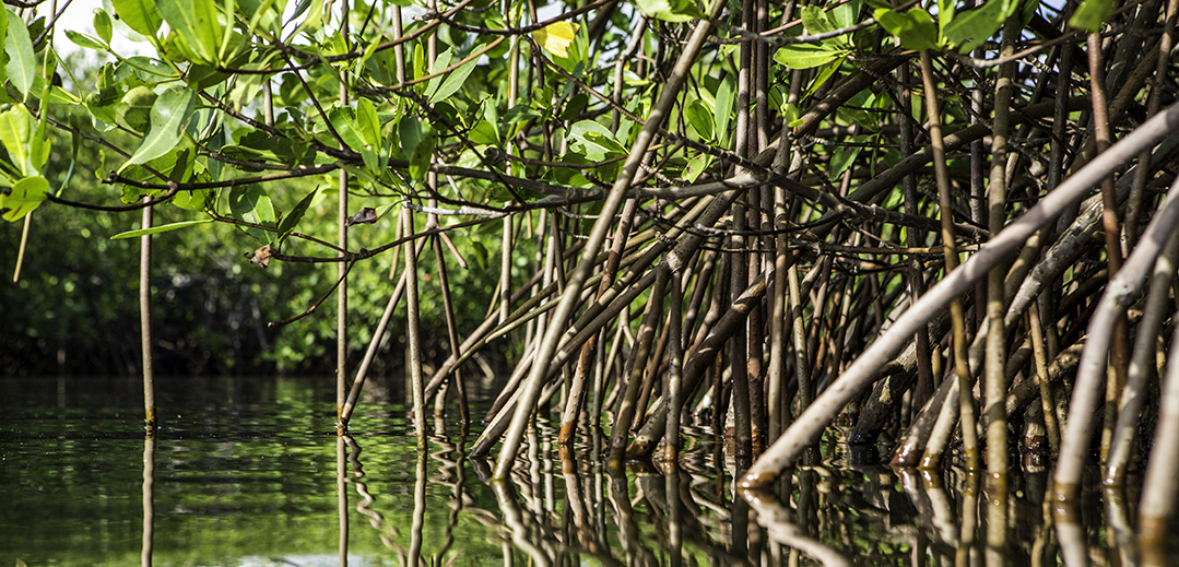 Rode mangrove Haïti Tim Calver