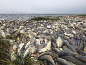Ikan Peconic Vault Merah Membunuh Mei 2015