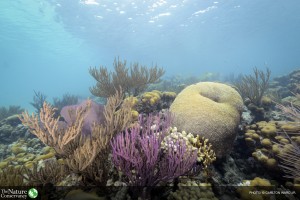 Reef kredi Carlton Ward