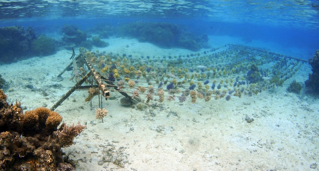 Seilgärten waren die einfachste und kostengünstigste Methode zur Vermehrung neuer Korallen aller Arten mit einer verzweigten Morphologie. Fingergroße Fragmente werden in das geflochtene Seil eingeführt, wobei jedes Seil mit Korallen mit ähnlichen Wachstumsraten bestückt ist. Foto © Reef Explorer Fiji Ltd.