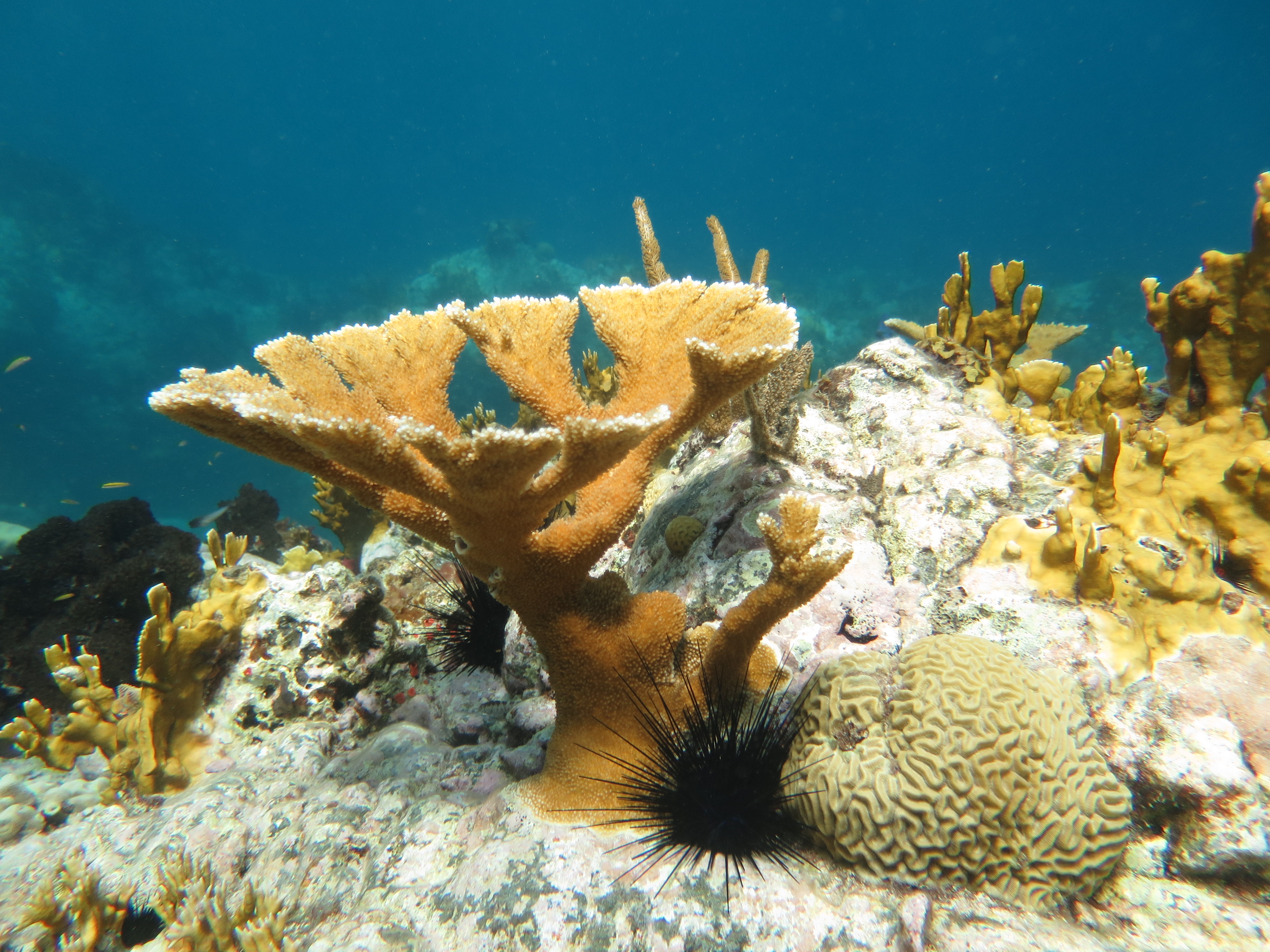 Memimpin organisasi sains dan pemuliharaan terumbu bergabung dengan tenaga untuk mempercepat kerja pemulihan karang penting