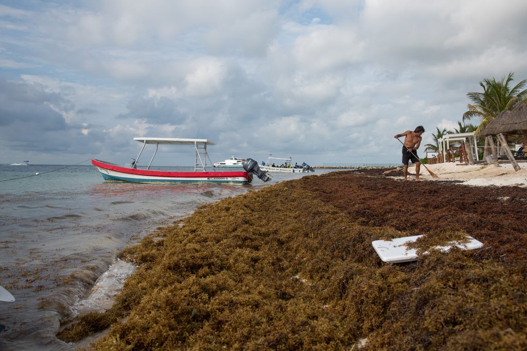 تم غسل Sargassum على شاطئ البحر الكاريبي جنيفر أدلر