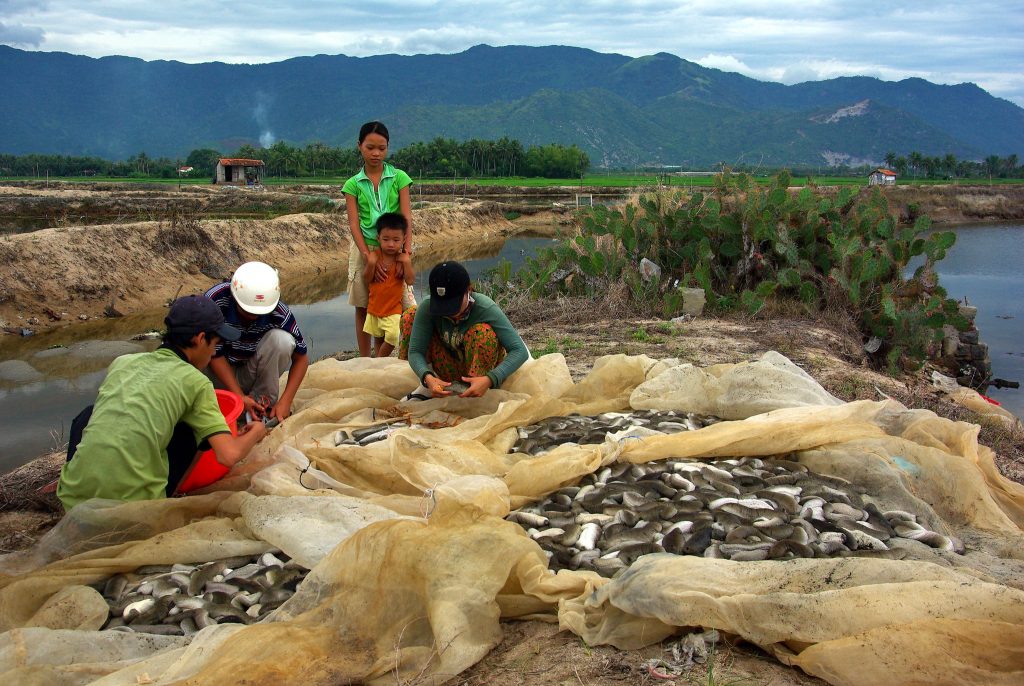 Estanque de pepinos de mar Vietnam David Mills