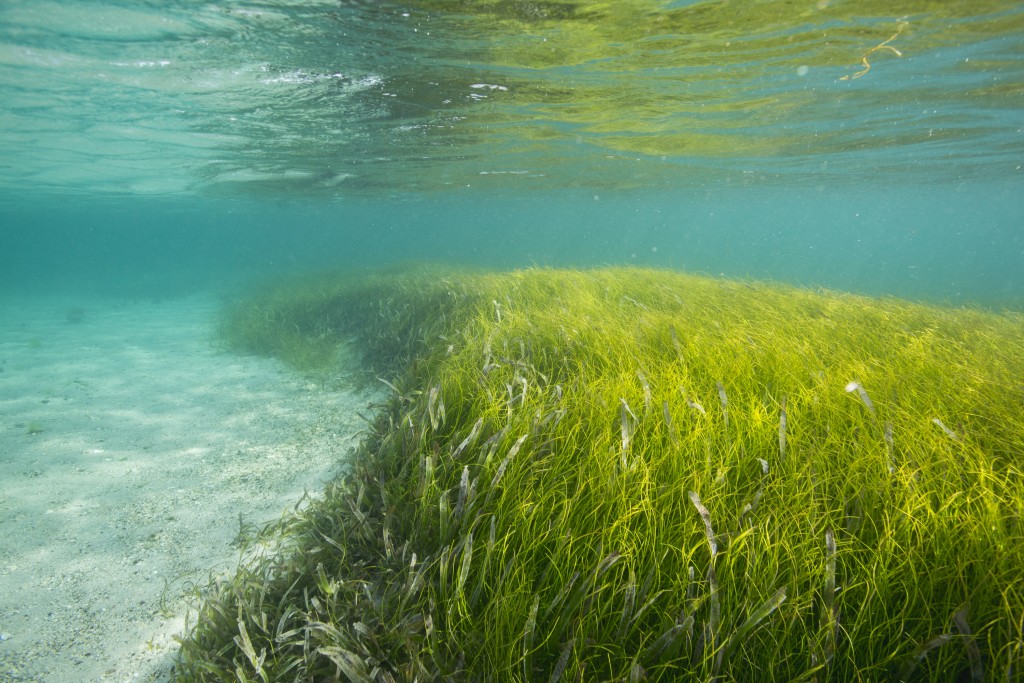 沿海藍碳生態系統，如海草，在碳的封存和長期儲存中發揮著關鍵作用。 照片©Tim Calver