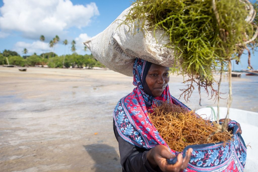 Cultivador de algas marinas en la isla de Pemba Roshni Lodhia