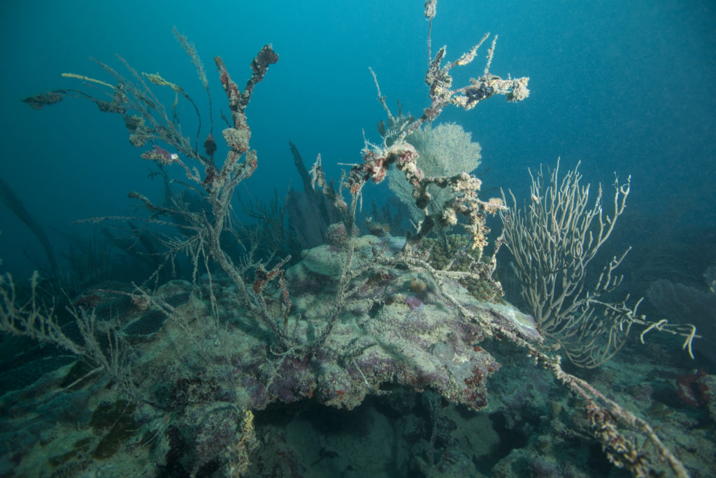 Sediment impacts on reefs in Samana Bay, Dominican Republic. Photo © Jeff Yonover