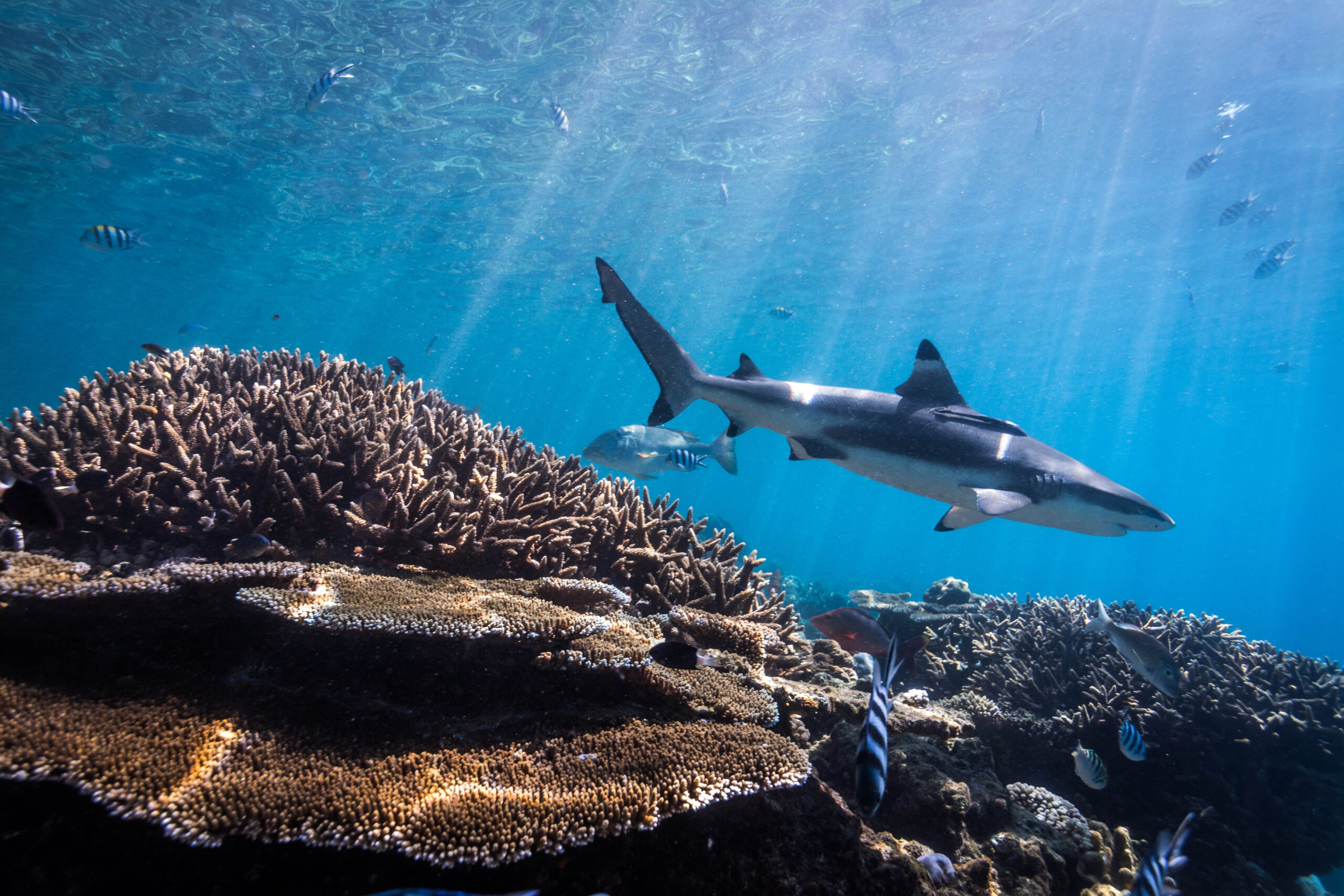 Shark in Fiji