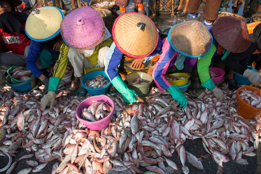 Vis sorteren op de Brontong-vismarkt in Indonesië. Foto © Ed Wray