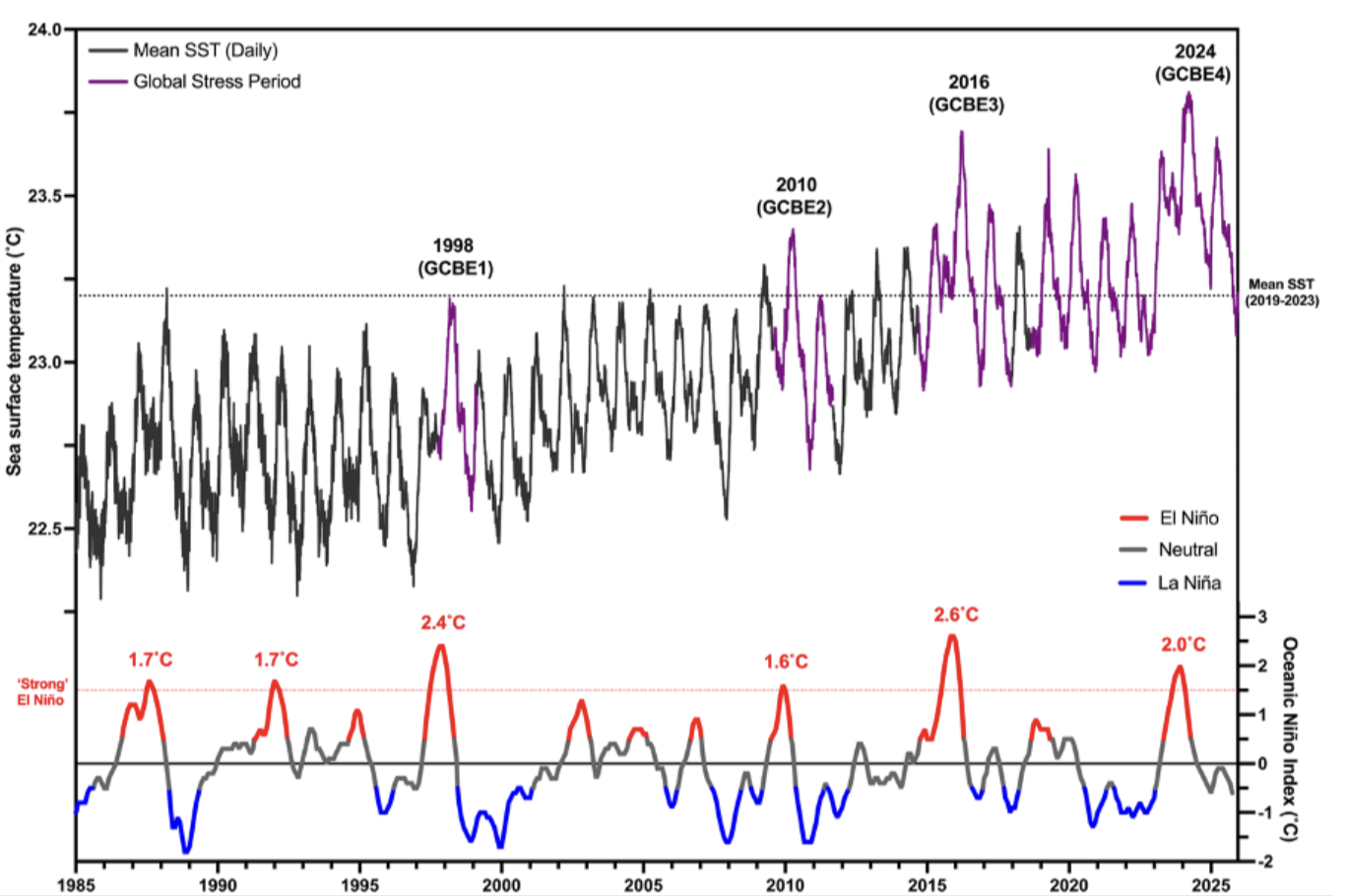 Infographic showing trends in global sea surface temperature and El Niño-Southern Oscillation (ENSO) strength from 1985-2025 highlighting associations with global coral bleaching events (GCBE).