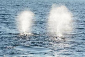 Sperm whales Savu Sea Yusuf Fajariyanto TNC