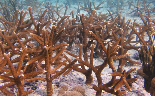 Staghorn Coral