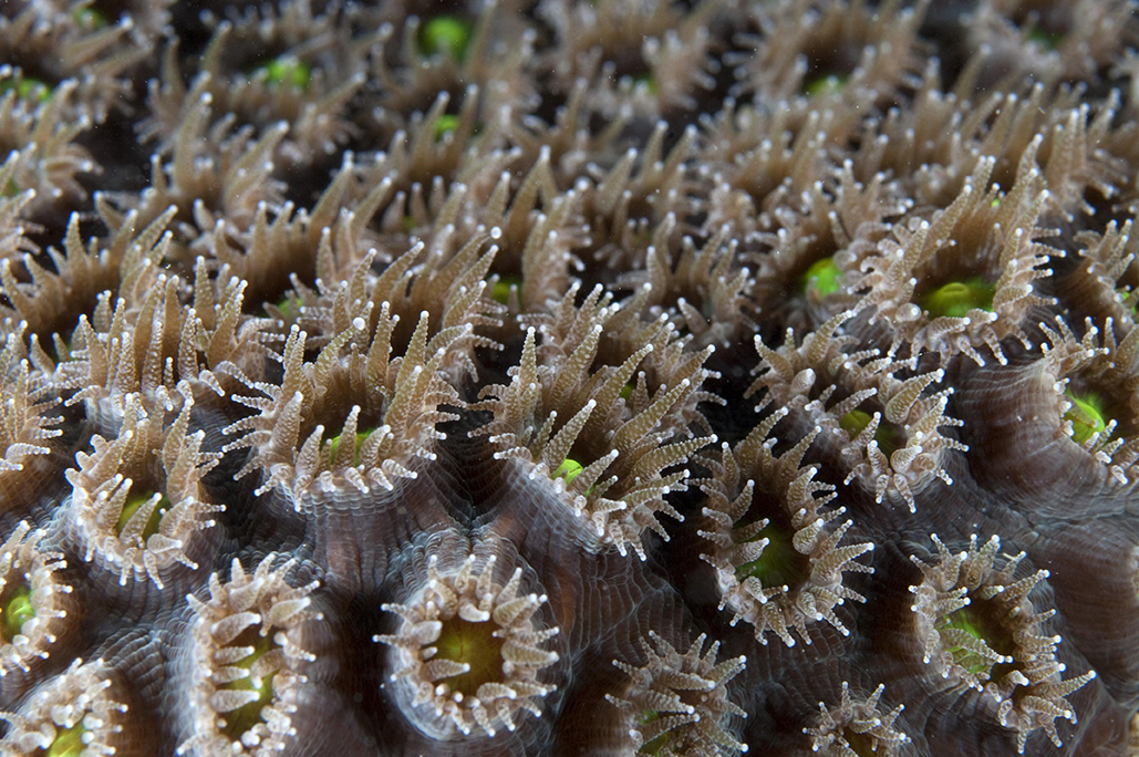 Many clonal polyps in a star coral colony, Samana Bay, Dominican Republic. Photo © Jeff Yonover 