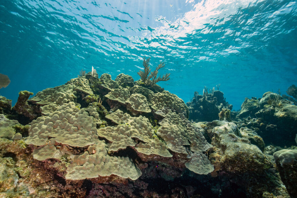 Star Coral near Eleuthera Island, The Bahamas