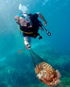 A diver collects Crown-of-Thorn starfish as part of a Project AWARE underwater cleanup event held at Tenggol Island, Malaysia. Photo © 2010 Mohd Halimi Abdullah/Marine Photobank