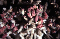 Drupella agrupada dentro de las ramas de la colonia de coral. Foto © GBRMPA