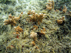 Close-up van invasieve alg, Gracilaria salicornia, overgroeiend koraal (Montipora capitata) in Kaoheo Bay, O'ahu. Foto © Eric Conklin