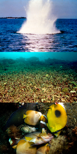 أعلى: انفجار من القنابل محلية الصنع المستخدمة في صيد الأسماك في غرب المحيط الهادئ. الصورة © ولكوت هنري 2005 / Lynn Funkhauser Middle: دمرت الشعاب المرجانية بسبب الصيد المفاجئ. Photo © Wolcott Henry 2005 / Marine Photobank Bottom: الأسماك التي قتلت نتيجة لصيد الأسماك على الشعاب المرجانية في تايلاند. يمكن أن يقتل الصيد المتفجر مئات الأسماك. Photo © 2004 Berkley White / Marine Photobank