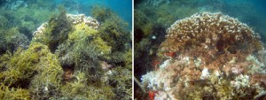 बाएँ: कानेओहे खाड़ी, ओआहू में चट्टान की ढलान पर बड़ा मोंटीपोरा कैपिटाटा हेड, आक्रामक शैवाल, ग्रेसिलेरिया सैलिकोर्निया द्वारा दबा हुआ है। दाएँ: शैवाल को हटाकर वही मूंगा सिर, जो शैवाल की चटाई के नीचे मृत और गंभीर रूप से तनावग्रस्त मूंगा दिखा रहा है। तस्वीरें © एरिक कोंकलिन