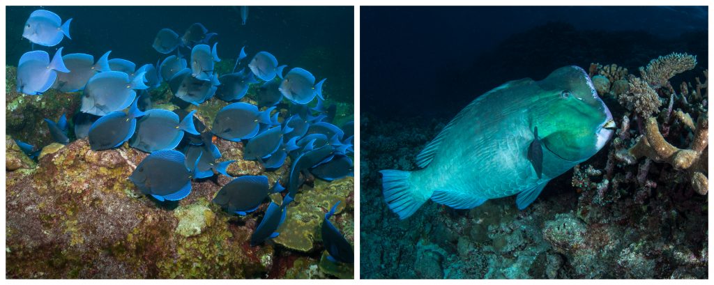 刺尾魚群，Acanthurus coeruleus，在花園銀行國家海洋保護區吃草。 圖片來源：GP Schmahl/NOAA（左）； 隆頭鸚哥魚 Bolbometopon muricatum，正在挖掘中。 圖片來源：Matt Curnock/Ocean Image Bank（右）