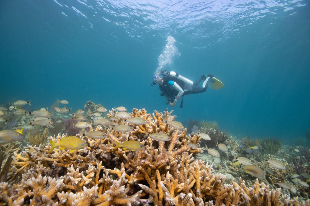 सूखी टोर्टुगास जेनिफर एडलर में प्रवाल पौधों का सर्वेक्षण
