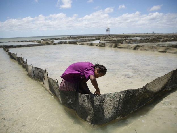 Tending sea cucumbers Madagascar Gabriel Diamond Blue Ventures