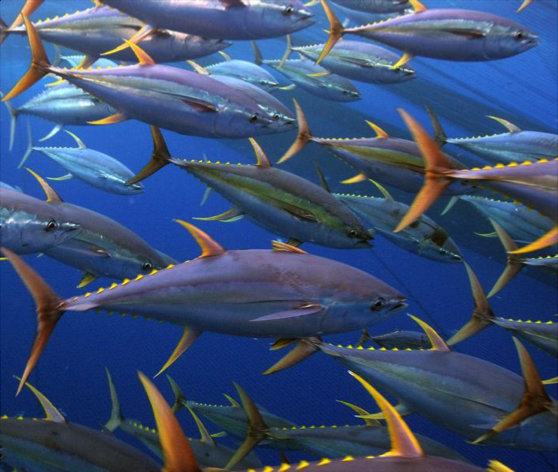 Grandes peixes migratórios, como o atum, provavelmente não serão protegidos por um MPA.