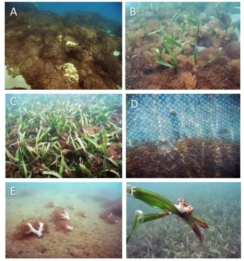 Underwater images of the invasive Unomia stolonifera in the study sites along the northeastern coast of Venezuela, Southeastern Caribbean Sea. (A) Colonies monopolizing hard reef substrate. (B) Colonies overgrowing the seagrass Thalassia testudinum. (C) Seagrass bed occupied by invasive octocoral. (D) Fishing net with colonies. (E) Drifted colonies on the bottom. (F) Detached T. testudinum with colonies floating with currents. Photo © Juan Pablo Ruiz-Allais