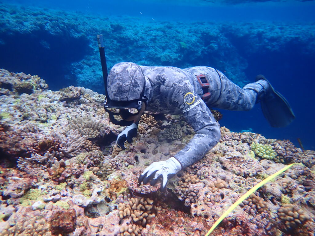 Penyelam bebas memantau terumbu karang di sepanjang garis transek di Kaledonia Baru. Kredit: CEN-NC