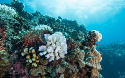 Reef in Hawaii. Photo © David Slater