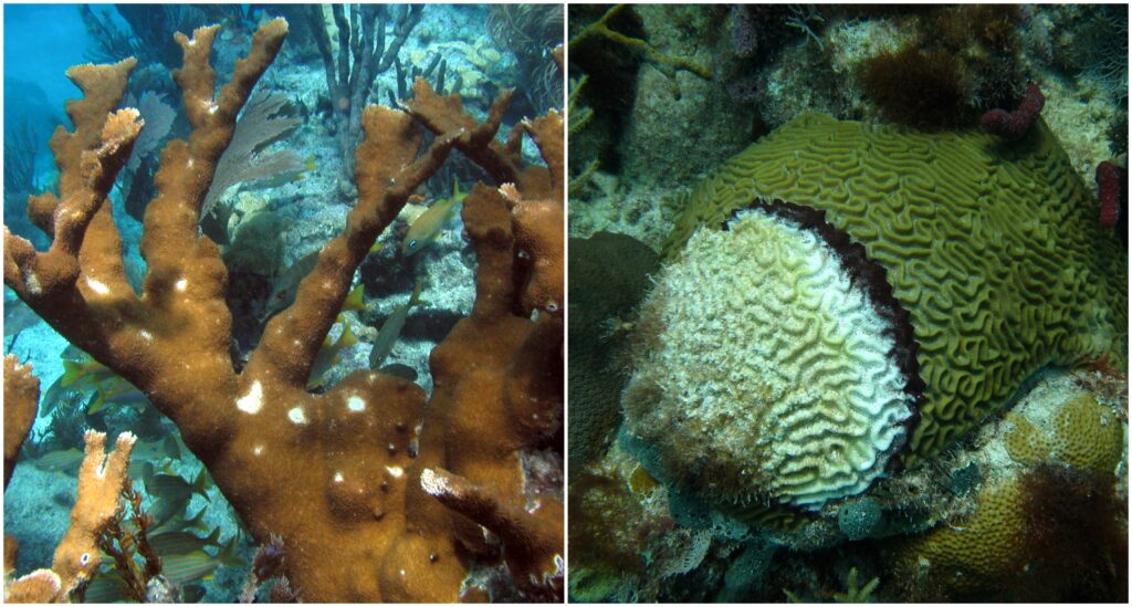 Izquierda: Coral cuerno de alce con viruela blanca. Foto © James Porter/Fundación Nacional de Ciencias. Derecha: Coral cerebral simétrico con enfermedad de banda negra. Foto © Christina Kellogg/USGS