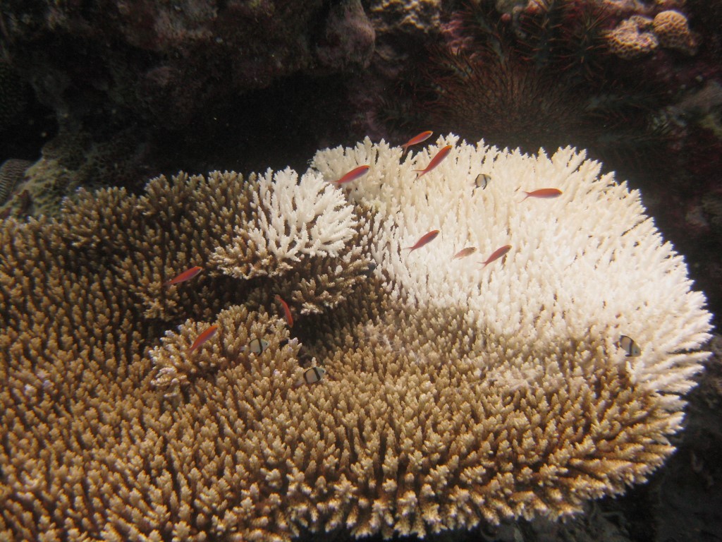 Acropora coral showing feeding scars from crown-of-thorns starfish on a reef outside of Nimpal MCA in Yap. Photo © Peter Houk