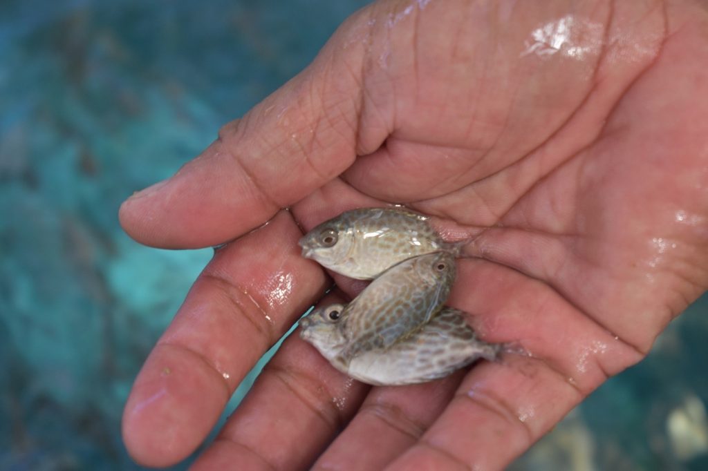 Aquaculture ng Finfish