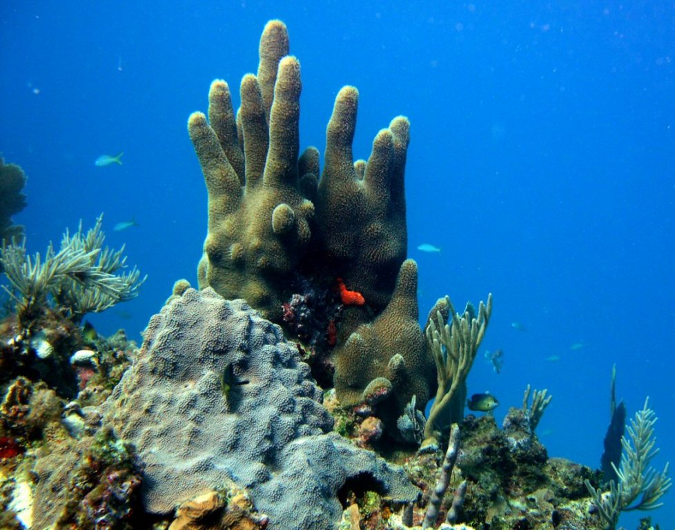 Arrecife de coral en St. Maarten. Foto © Nature Foundation St. Maarten