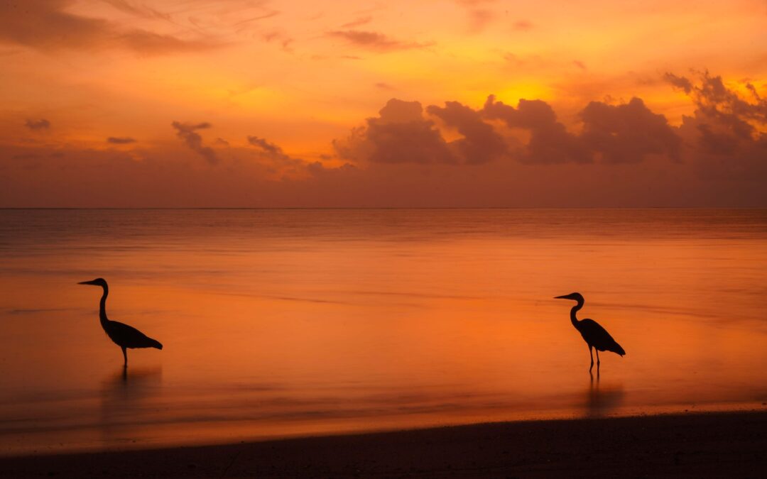 Fishing at dawn