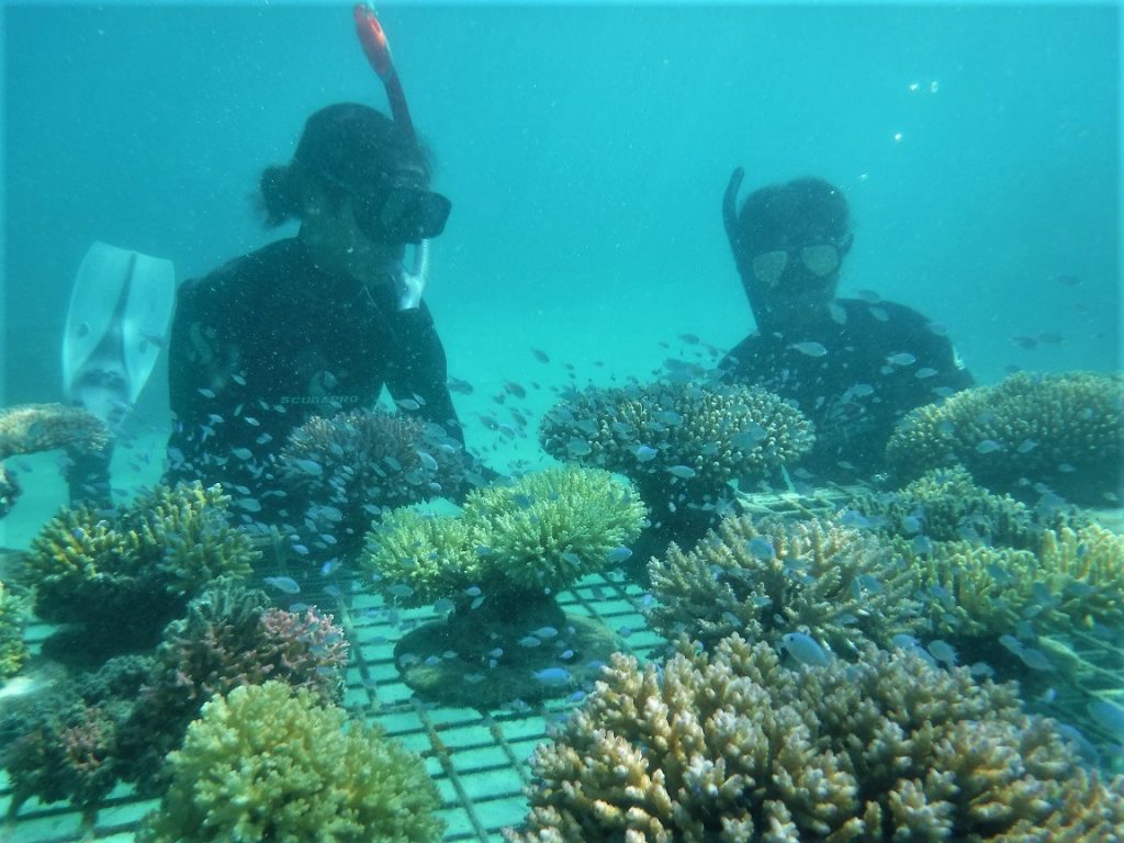 ปะการังแม่กับปลาและชาวสวนในเดือนมิถุนายน 2020