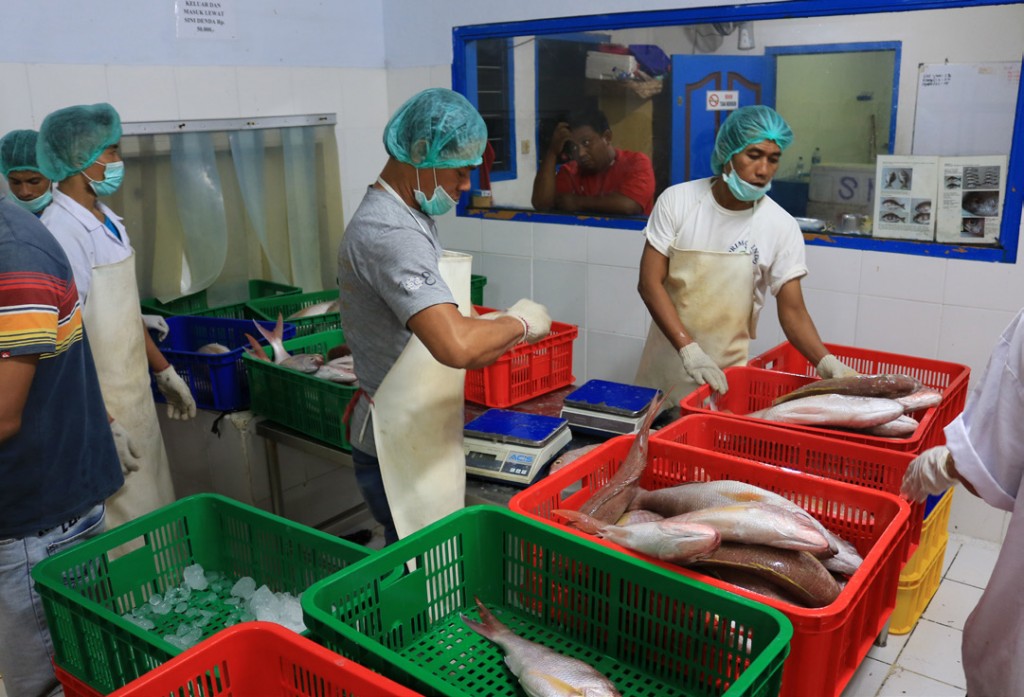 インドネシアの加工工場の作業員は、深海の鯛とハタを分類し、重さを量り、そして測定する。 写真©ジェレミールード/ TNC