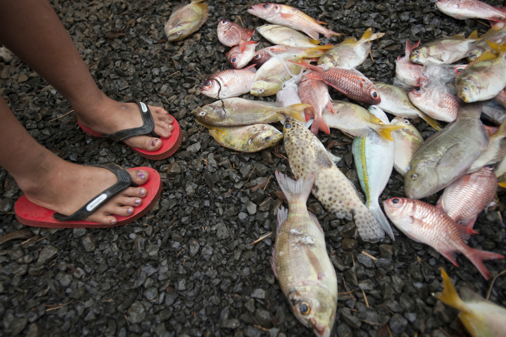 Lack of management can lead to overfishing and smaller fish in the catch. Members of the Paulino family (Enipein Village in Pohnpei, Federated States of Micronesia) examine their catch, some of which they will sell to other members of their village community. Fishermen will often catch extra fish so that they can sell what they can't eat to generate additional income for their families. There is growing concern among the Pohnpeian government and conservation community that the increasing commercialization of Pohnpei's reef fisheries is leading to unsustainable resource utilisation and a declining fish population. Photo credit: Nick Hall